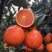 四川资中塔罗科血橙新鲜水果当季手剥甜橙非红心肉橙子爱媛果冻橙