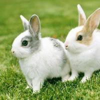 属兔和什么属相最配 兔和狗是不是非常有夫妻相啊
