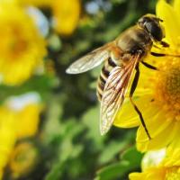 周公解梦:梦见蜜蜂的相关梦境及解释