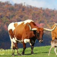 浅析:生肖牛与人生运势