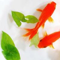 中国传统是养金鱼好,必须用圆瓷缸,也有养红鹦鹉,龙鱼招财的.