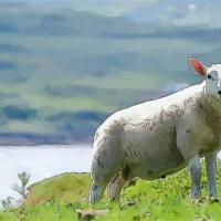 1967年属羊人2020年运势女性54岁生肖羊2020年哪些运势欠佳