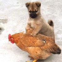 3,狗和鸡属相能配夫妻吗:男属狗和女属鸡相配吗