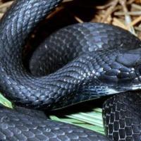 梦见一条黑蛇是什么意思?