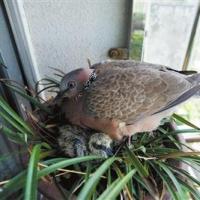斑鸠在家筑巢产蛋风水