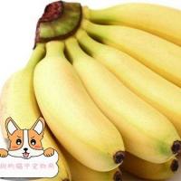 狗可以吃香蕉吗狗可以吃的水果有哪些
