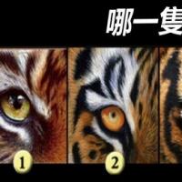 【图像测验】哪一只不是「真正的老虎」?