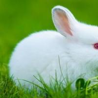 属兔2023年运势及运程详解每月2023年属兔人的本命年全年运势如何
