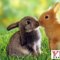 属兔的年份属兔的是哪年出生