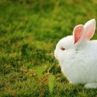 兔子固然可爱养起来却很困难养兔子需要注意的问题多留意