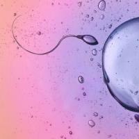 不受精是精子还是卵子的问题呢?