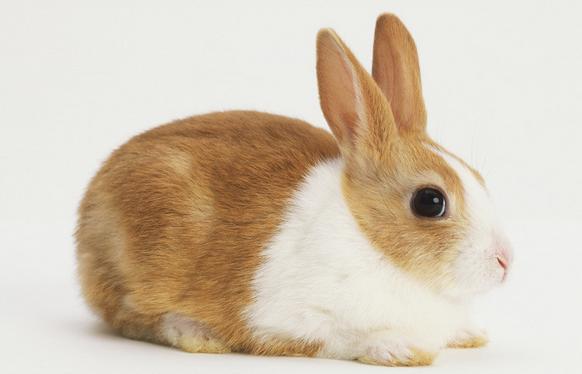 2011年属兔是什么命2011年出生人的命运
