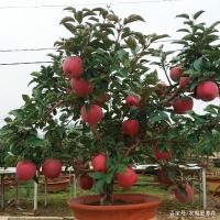 家种一盆苹果树盆栽,赏花,观果,览景,品果一盆全搞定