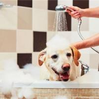 梦见帮狗洗澡是什么预兆梦到帮狗洗澡是什么意思
