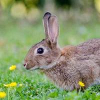 兔子属相是1999年出生的吗,99年属兔的和什么属相最配