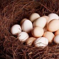 梦见鸡下蛋捡鸡蛋有什么预兆 梦见鸡下蛋捡鸡蛋什么意思