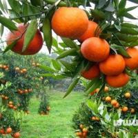 梦见橘子树代表什么