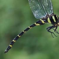 世界上最大的蜻蜓,全身长满眼睛,号称捕猎高手深受男人喜爱