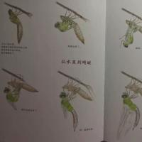 安永一正61昆虫鉴》:高水平的插画,给娃看一个全新的昆虫世界_蜻蜓