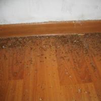 家中有白蚁怎么治 白蚁的危害是什么