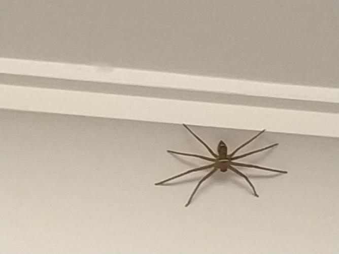 家里出现一只巨型蜘蛛……这种有害吗