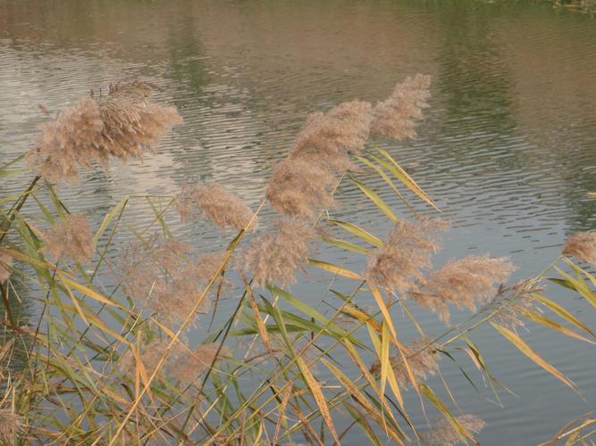 清水河边的芦苇,细细的高高的苇杆上开着白色的像棉絮一样的花,在风中
