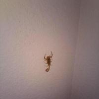 推上一小哥在墙上发现一只蝎子,顿时吓到不能自理,但还是坚持著采取了