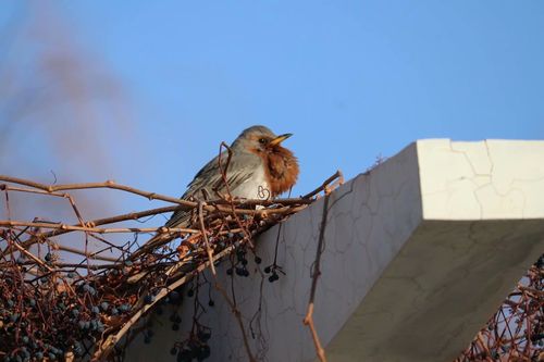 小鸟在家筑巢风水解释