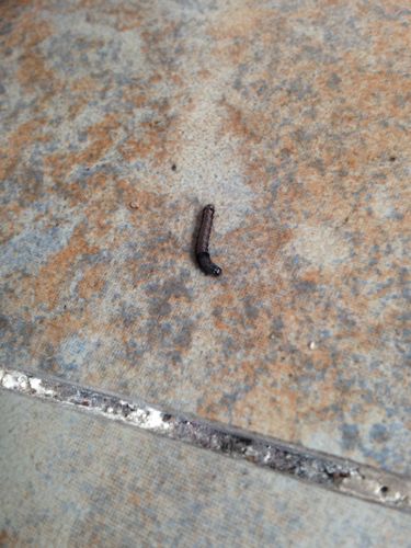 5厘米长的虫子,类似蚯蚓状蠕动,不知道