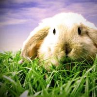 梦见兔子是什么意思梦见兔子代表什么梦见兔子好不好