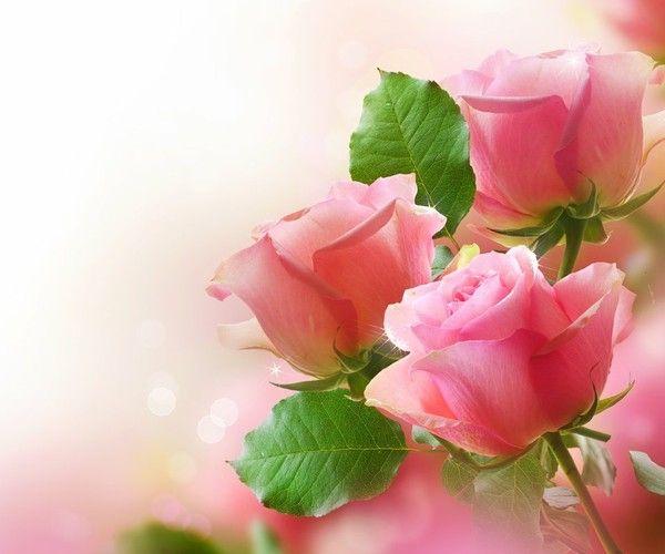 花语象征 玫瑰:爱情,爱与美,容光焕发 玫瑰(红):热情,热爱着您 玫瑰