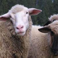 属羊的人最佳配对组合:生肖羊在十二地支中对应