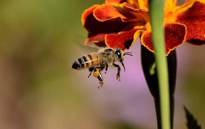 梦见蜜蜂是什么预兆