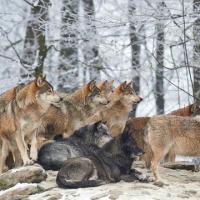 狼有哪些弱点在野外遇到狼群怎样才能全身而退
