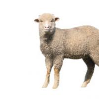 属羊人2019年运势 2019年属羊人全年运势运程(最新版)