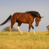 马和狗相配婚姻如何马和狗在一起好不好