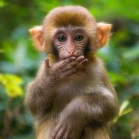 万年历 十二生肖 生肖运势  感情上,属猴人在2021年可以得到