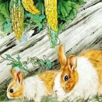 属兔女三月份生最佳属相婚配表,属兔的属相婚配表 属兔的人与哪个生肖