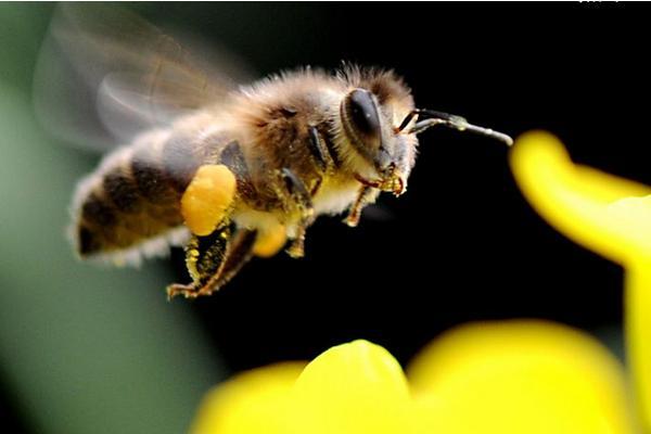 梦见蜜蜂是什么意思梦到一群蜜蜂蛰自己有什么预兆