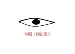 (3) 无情无义的眼睛——羊眼(四白眼)鹰眼又称下三白眼,属于眼睛恶相