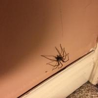 家里有蜘蛛用什么灭