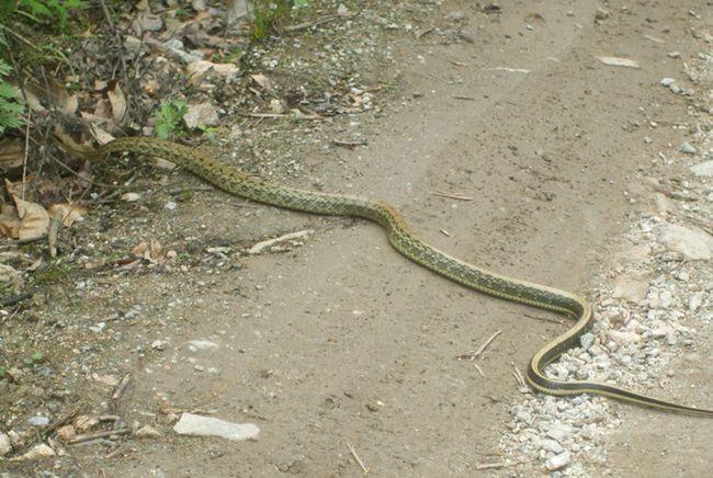 秦岭石砭峪露营:三次遇到三种蛇,除了王锦蛇和蝮蛇还有一条黑蛇