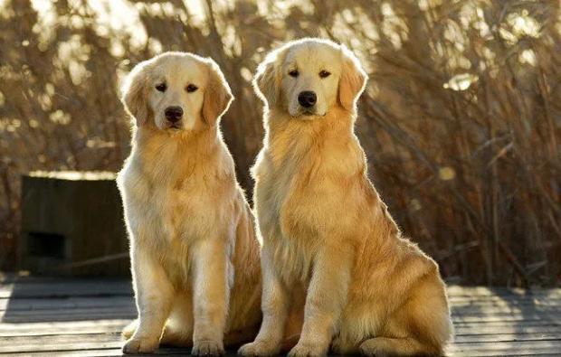 母的金毛犬相比公的金毛犬,有什么优势呢?