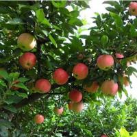 南方能种植苹果树吗?湖南老人苹果套种梨树成功挂果
