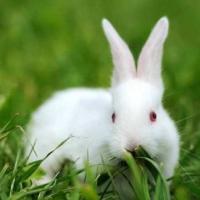 4只小兔子,你认为哪只在偷瞄你?测你近期的财运有多旺?