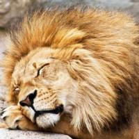 梦见狮子在睡觉