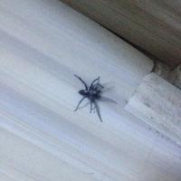 家里出现大蜘蛛!麻烦大家看看这是什么蜘蛛,是否有危险?内有图片!