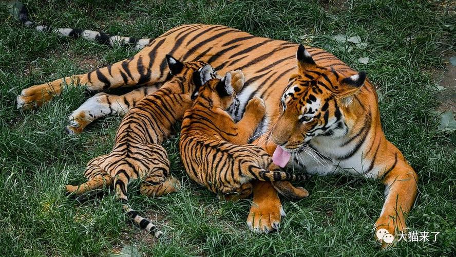 原创 为了下降近亲繁殖的影响,印度两个动物园相互交换白虎