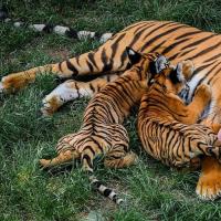 原创 为了下降近亲繁殖的影响,印度两个动物园相互交换白虎