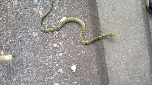 在野外发现一条小蛇,求鉴定是什么蛇?是否有毒.